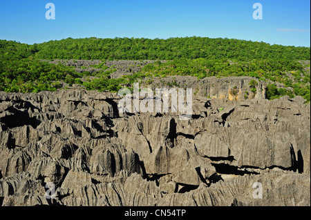 Madagaskar, spike Nord, Nationalpark von Ankarana, Tsingy Felsen mitten in den grünen Wald Stockfoto