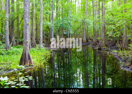 Sumpf im Hochland Hängematte State Park in der Nähe von Sebring Florida Stockfoto