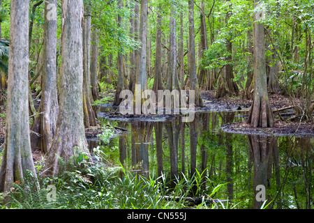 Sumpf im Hochland Hängematte State Park in der Nähe von Sebring Florida Stockfoto