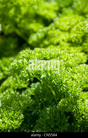 Vertikale Nahaufnahme von dem Kraut geschweiften Petersilie, var. Crispum, im Garten in der Sonne wachsen. Stockfoto