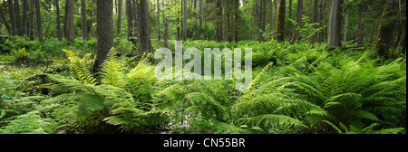 Polen, Woiwodschaft, Białowieża Wald, Weltkulturerbe der UNESCO und Biosphäre zu reservieren, Panoramablick von der primären Stockfoto