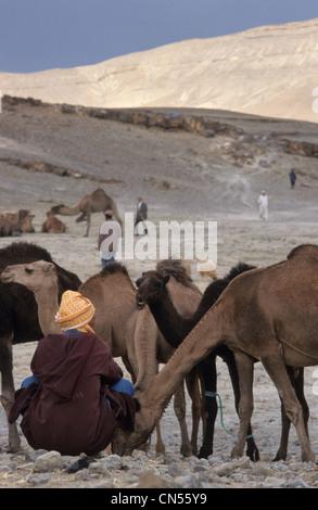 Szene im marokkanischen Atlasgebirge Mann zurück und Kamele Gruppe Imilchil Markt, Marokko. Stockfoto