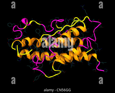 Molekulare 3D-Modell des menschlichen Wachstumshormons Stockfoto
