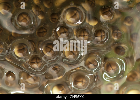 Pickerel Frosch Ei-Masse Stockfoto