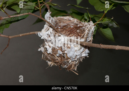 Nest von den rotäugigen Vireo Vireo Olivaceus. Stockfoto