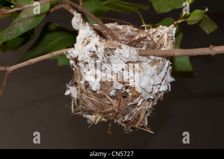 Nest von den rotäugigen Vireo Vireo Olivaceus. Stockfoto