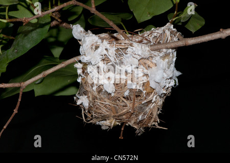 Nest von den rotäugigen Vireo Vireo Olivaceus. Stockfoto