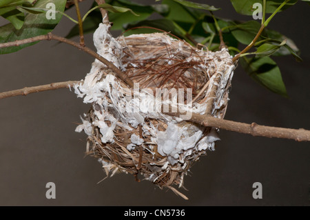 Nest von den rotäugigen Vireo Vireo Olivaceus. Stockfoto