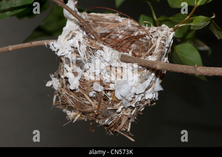 Nest von den rotäugigen Vireo Vireo Olivaceus. Stockfoto