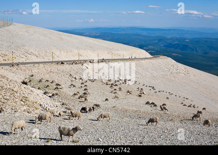 Frankreich, Vaucluse, Monts de Vaucluse, Mont Ventoux mit einer Höhe von 1912 Meter und aufgeführt als Reserve de Lebensraum durch Stockfoto