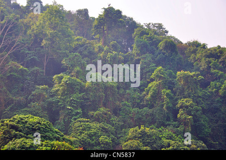Regenwald am Hügel Stämme Dorfmuseum und Gärten, in der Nähe von Chiang Mai, Provinz Chiang Mai, Thailand Stockfoto