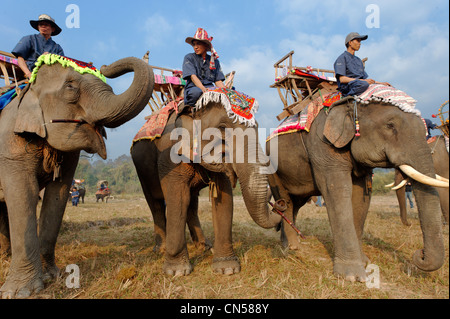 Laos, Sainyabuli Provinz, Hongsa, Elephant Festival, Vorbereitung für die Prozession der Elefanten Stockfoto