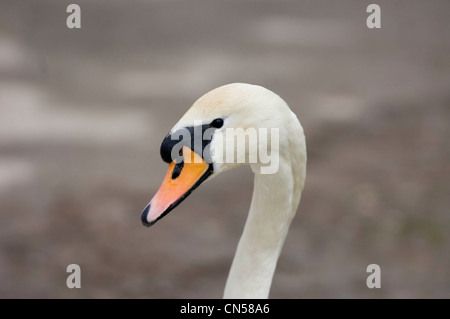 Slimbridge Wetlands Centre am Ufer des Flusses Severn in der Nähe von Gloucester. Stockfoto