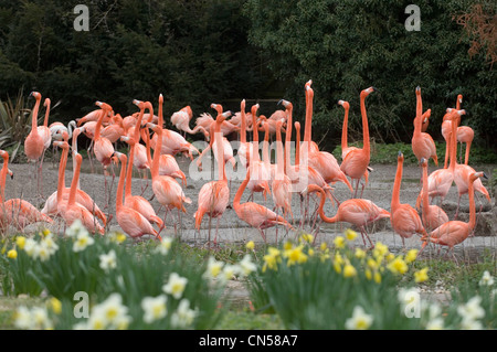 Slimbridge Wetlands Centre am Ufer des Flusses Severn in der Nähe von Gloucester. Stockfoto