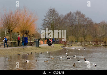 Slimbridge Wetlands Centre am Ufer des Flusses Severn in der Nähe von Gloucester. Stockfoto