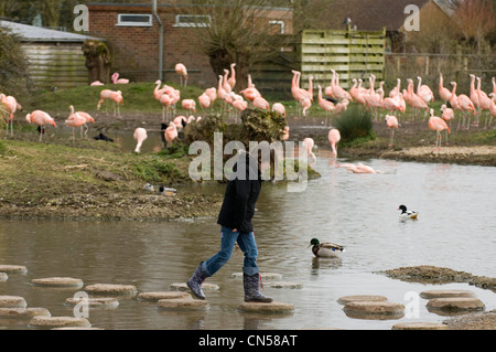 Slimbridge Wetlands Centre am Ufer des Flusses Severn in der Nähe von Gloucester. Stockfoto