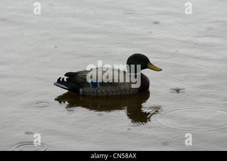 Slimbridge Wetlands Centre am Ufer des Flusses Severn in der Nähe von Gloucester. Stockfoto