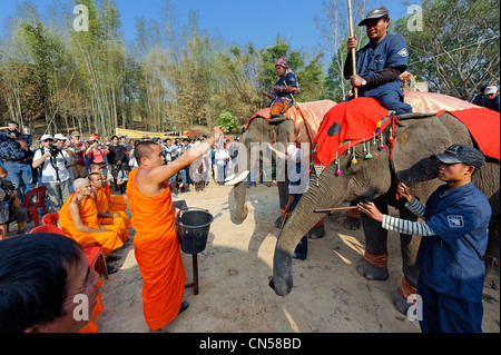 Laos, Sainyabuli Provinz, Hongsa, Elephant Festival, Segen der Elefanten von Mönchen Stockfoto