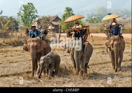 Laos, Sayabouri Provinz, Hongsa, Wandern Sie auf Elefanten zurück mit einem Elefantenbaby und seine Mutter in der Mitte von Reisfeldern, Stockfoto