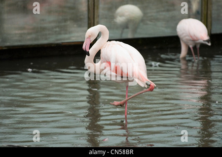 Slimbridge Wetlands Centre am Ufer des Flusses Severn in der Nähe von Gloucester. Stockfoto