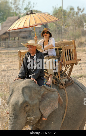 Laos, Sainyabuli Provinz, Hongsa, Wandern Sie auf Elefanten wieder in der Mitte von Reisfeldern auf einer Sänfte Stockfoto