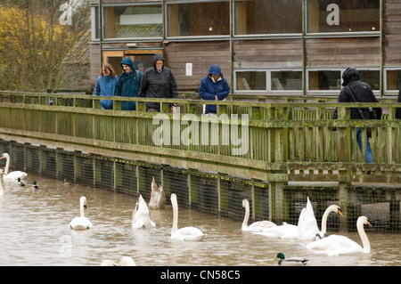 Slimbridge Wetlands Centre am Ufer des Flusses Severn in der Nähe von Gloucester. Stockfoto