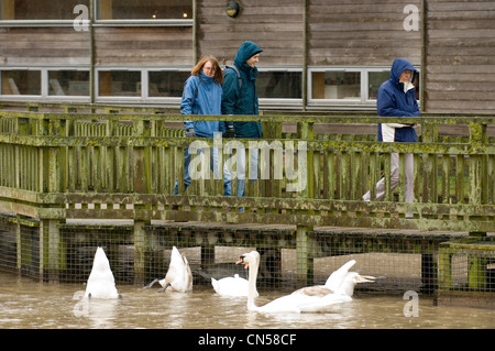 Slimbridge Wetlands Centre am Ufer des Flusses Severn in der Nähe von Gloucester. Stockfoto