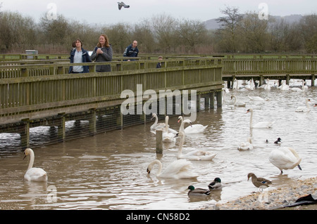 Slimbridge Wetlands Centre am Ufer des Flusses Severn in der Nähe von Gloucester. Stockfoto