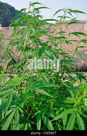 Cannabis (Marihuana) Pflanze wächst in Hügel Stämme Dorfmuseum und Gärten in der Nähe von Chiang Mai, Provinz Chiang Mai, Thailand Stockfoto