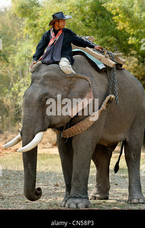 Laos, Sainyabuli Provinz, Hongsa, Elephant Festival, Demonstration der Ausbildung von mahouts Stockfoto