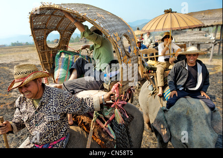 Laos, Sainyabuli Provinz, Hongsa, Karawane von Elefanten in den Reisfeldern während einer Wanderung Passagers ließ sich in Sänften Stockfoto