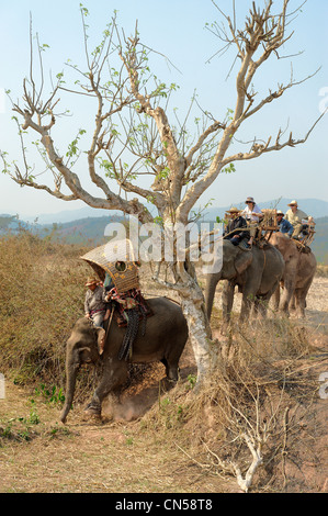 Laos, Sainyabuli Provinz, Hongsa, Wanderung auf dem Rücken Elefanten, Elefanten-Karawane in Reisfeldern Stockfoto