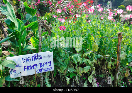 Schlafmohn (Papaver Somniferum) wächst in Hügel Stämme Dorfmuseum Gärten, in der Nähe von Chiang Mai, Provinz Chiang Mai, Thailand Stockfoto