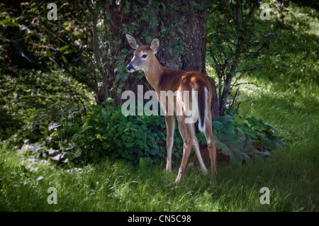 weiß - angebundene Rotwild in einem Garten Stockfoto