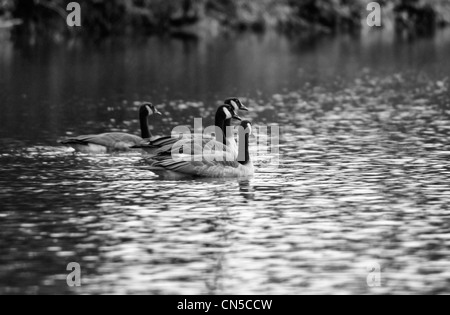 Gänse schwimmen auf einem Teich oder See in schwarz / weiß Stockfoto