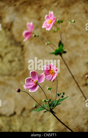 Frankreich, Indre et Loire, Loire-Tal, Weltkulturerbe der UNESCO, Candes St Martin de Les Plus Beaux Dörfer gekennzeichnet Stockfoto