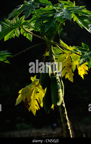 Vietnam, Ninh Binh Province, Cuc Phuong Nationalpark, Ban Hieu Papayabaum Stockfoto