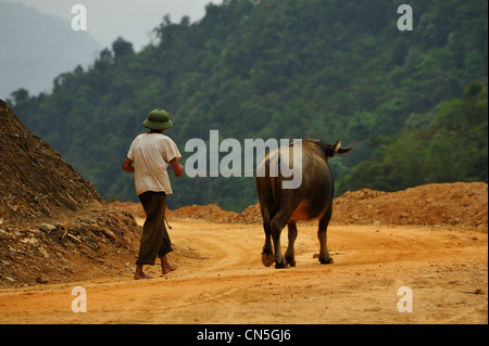 Vietnam, Ninh Binh Province, Cuc Phuong Nationalpark, Ban Hieu, Mann mit seinen buffalo Stockfoto