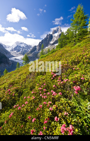 Frankreich, Haute Savoie, Chamonix-Mont-Blanc, Le Montenvers mit Rhododendren mit Blick auf das Mer de Glace, der Aiguille bedeckt Stockfoto