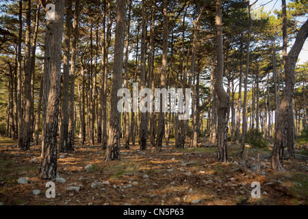 Teilweise verbrannte Baumstämme aus Feuer in einem Wald unter Mount Saint Elias auf der Halbinsel Peljesac, Kroatien Stockfoto