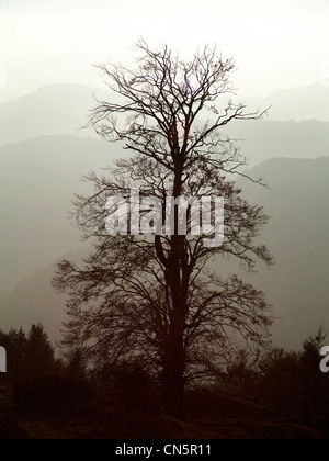 Ein großer alter, blattloser Lindenbaum im Abendlicht mit Nebel im Hintergrund. Stockfoto