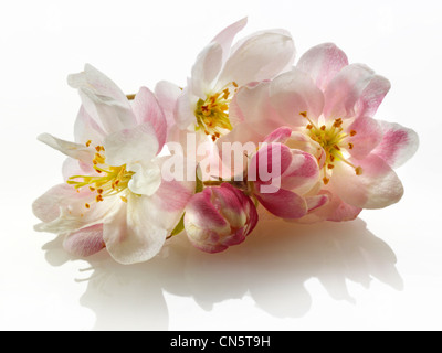 Apple Blossom Blüten vor einem weißen Hintergrund für Ausschneiden Stockfoto