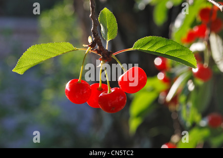 Frankreich, Bas Rhin, Sauerkirsche (Prunus Cerasus) Stockfoto