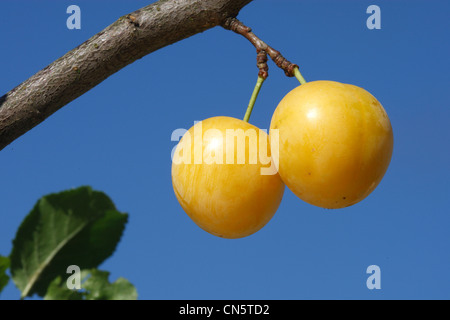 Frankreich, Bas Rhin, Mirabelle Pflaumen (Prunus Domestica Ssp. Syriaca) Stockfoto