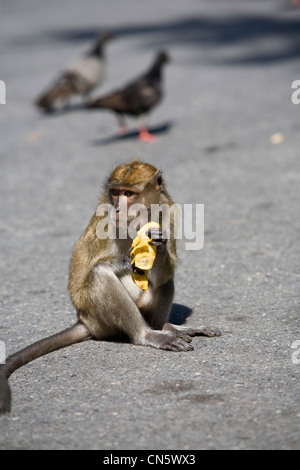 Affen am Straßenrand am Fuße des Tang Kuan Berg, Songkhla, Thailand, Jan 2008 Stockfoto