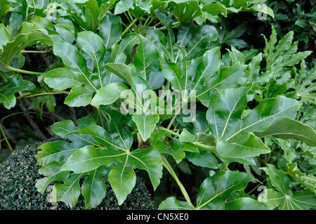 Fatsia Japonica Pflanze grün Sommer Stockfoto