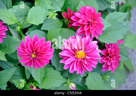 Rosa Dahlien-Blüten im Sommer Stockfoto