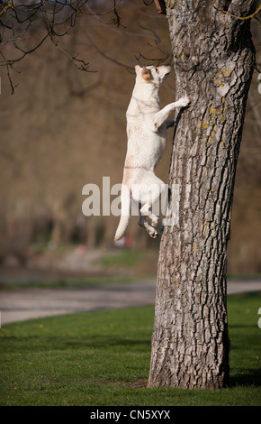 Ein Labrador Retriever springen zu einem Baum in einem Park von Vichy (Frankreich). Chien Labrador sautant Après un Arbre (Vichy - Frankreich). Stockfoto