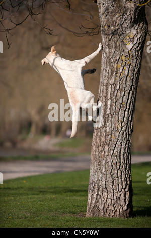 Ein Labrador Retriever springen von einem Baum in einem Park von Vichy (Frankreich). Chien Labrador sautant d'Après un Arbre (Vichy - Frankreich). Stockfoto