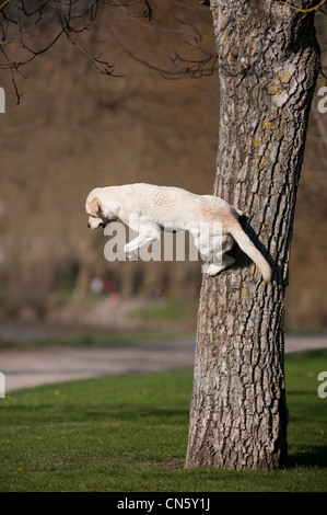 Ein Labrador Retriever springen von einem Baum in einem Park von Vichy (Frankreich). Chien Labrador sautant d'Après un Arbre (Vichy - Frankreich). Stockfoto